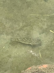 Sphoeroides testudineus