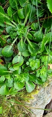 Saxifraga spathularis