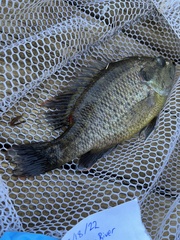 Lepomis gulosus