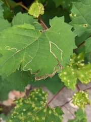 Phyllocnistis vitifoliella