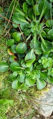 Saxifraga spathularis