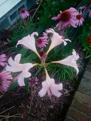 Lycoris squamigera