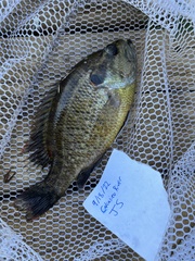 Lepomis gulosus