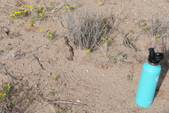 Salvadora deserticola