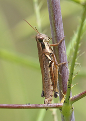 Paroxya