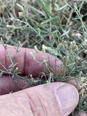 Erigeron divaricatus