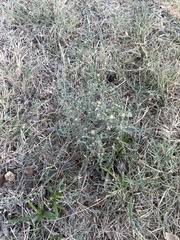 Erigeron divaricatus