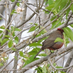 Coryphospingus cucullatus