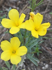 Linum ucranicum