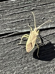 Gonocerus insidiator