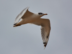 Ichthyaetus ichthyaetus