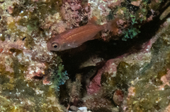 Neoniphon suborbitalis
