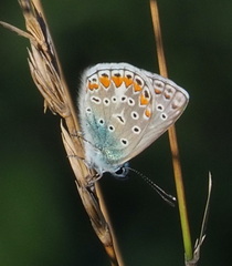 Polyommatus