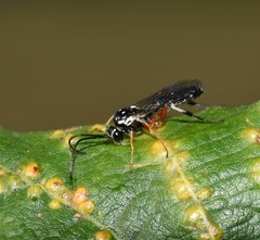 Diplazontinae