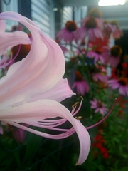 Lycoris squamigera