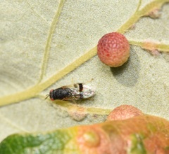 Eurytominae