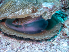 Cirrhitichthys oxycephalus