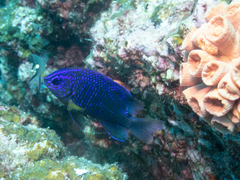 Stegastes rectifraenum