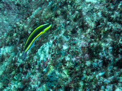 Thalassoma lucasanum