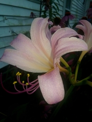 Lycoris squamigera