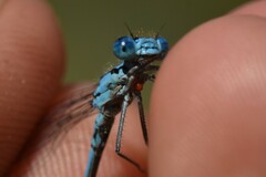 Arrenurus