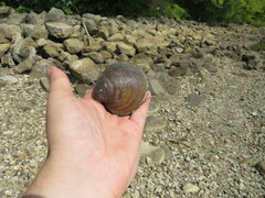 Reginaia ebenus