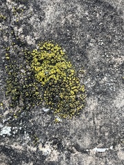 Candelariaceae