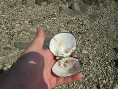 Reginaia ebenus