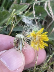 Taraxacum