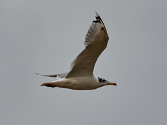 Ichthyaetus ichthyaetus