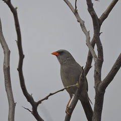 Embernagra platensis