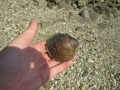 Reginaia ebenus