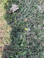 Taraxacum