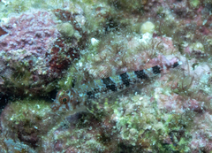 Enneanectes reticulatus