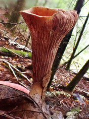 Turbinellus floccosus