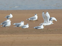 Ichthyaetus ichthyaetus