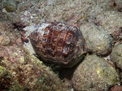 Cypraecassis tenuis