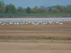 Ichthyaetus ichthyaetus