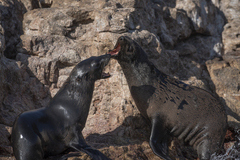 Arctocephalus townsendi