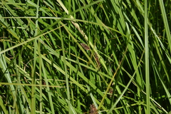 Carex lasiocarpa