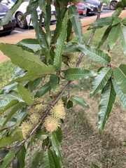 Fagaceae