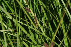 Carex lasiocarpa
