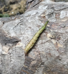 Stratiomyini