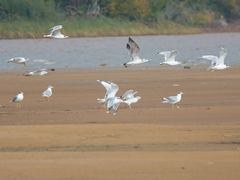 Ichthyaetus ichthyaetus