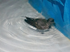 Hydrobates microsoma