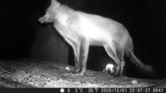 Vulpes vulpes fulvus