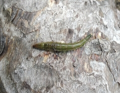 Stratiomyini