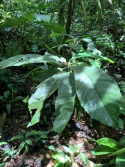 Carpotroche platyptera