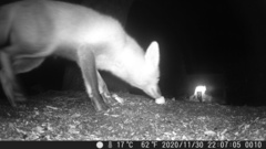 Vulpes vulpes fulvus