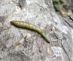 Stratiomyini